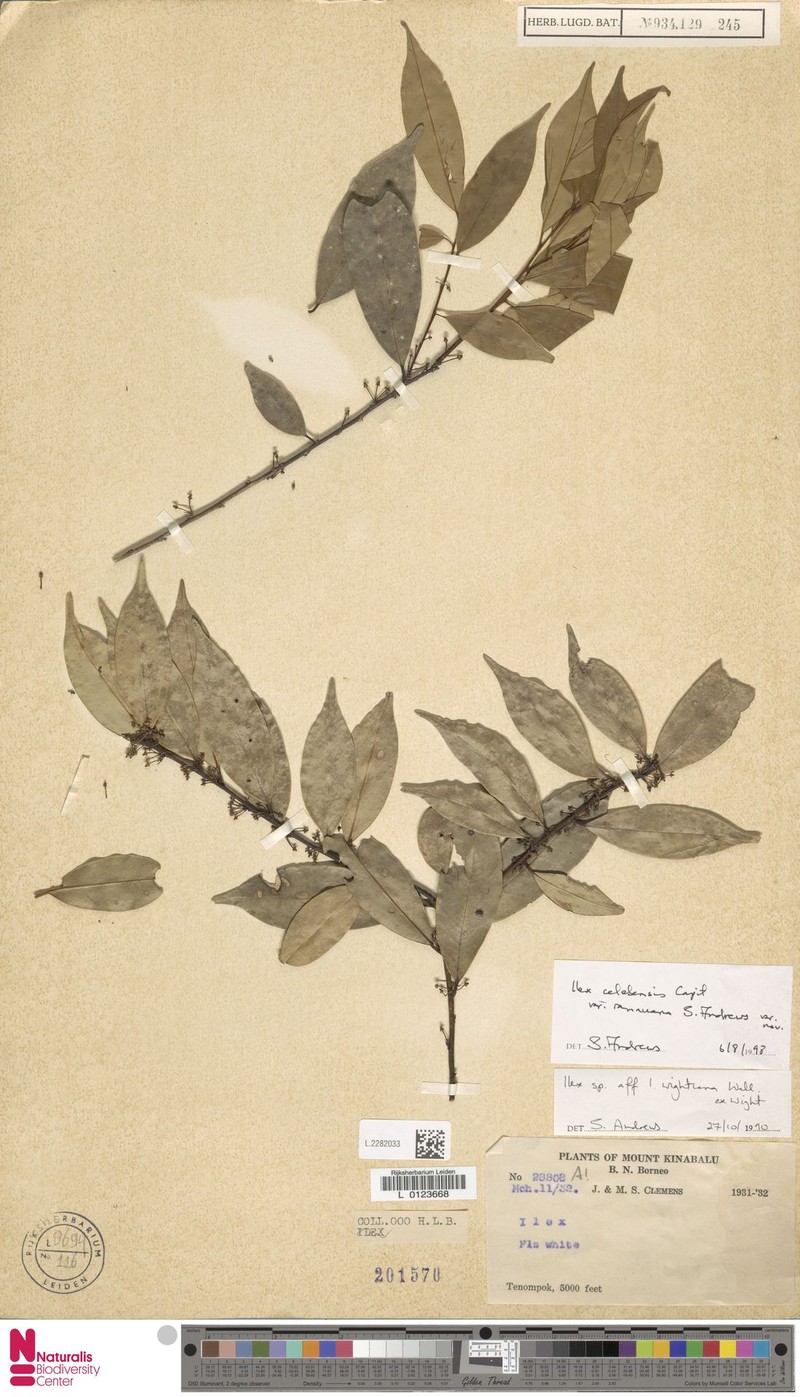 Ilex celebensis var. ranauana photo 5