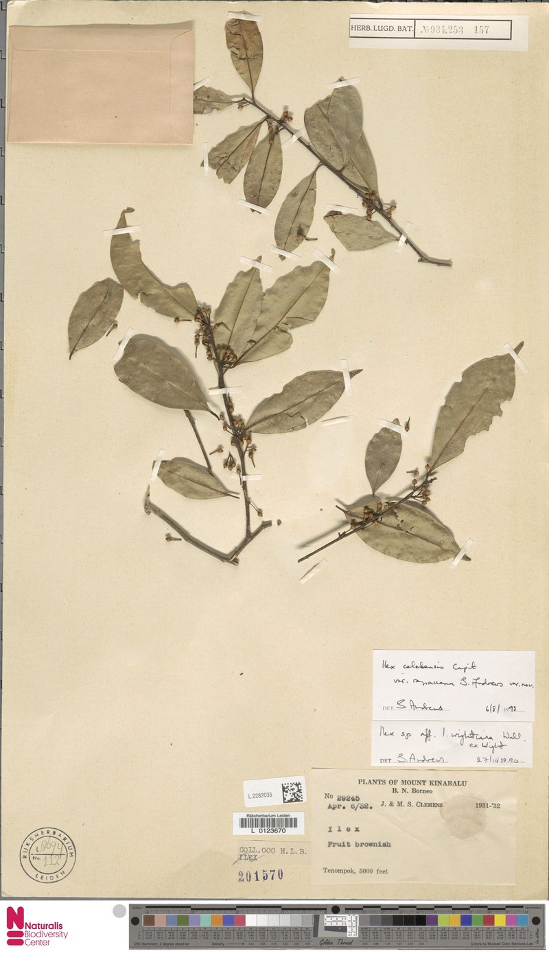 Ilex celebensis var. ranauana photo 6