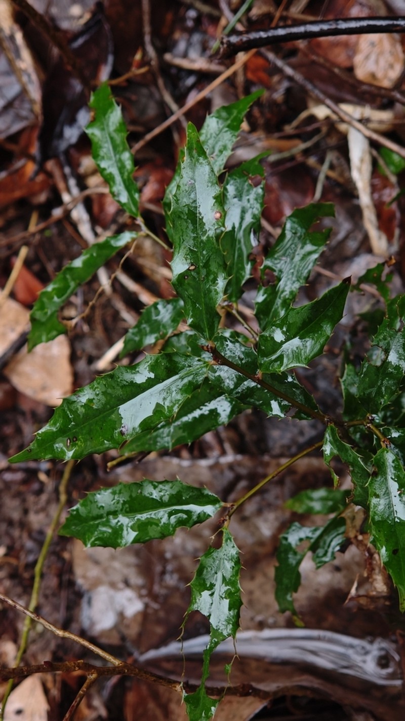 Ilex centrochinensis
