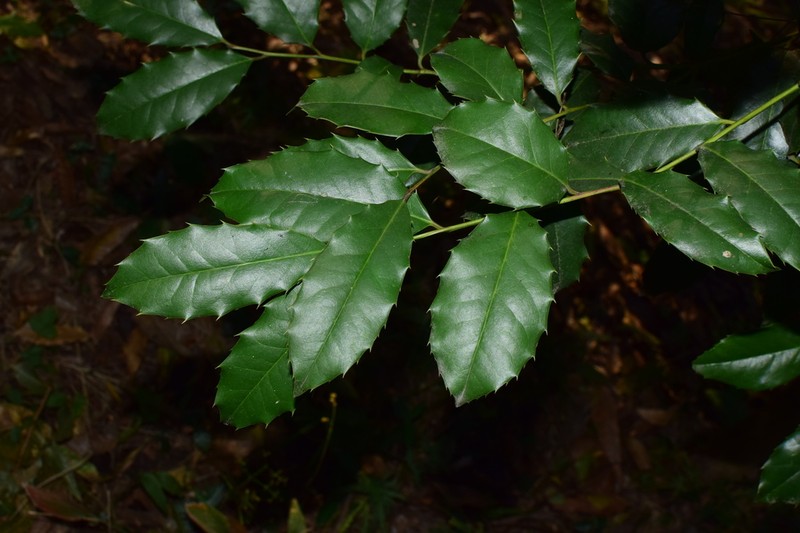 Ilex centrochinensis photo 2