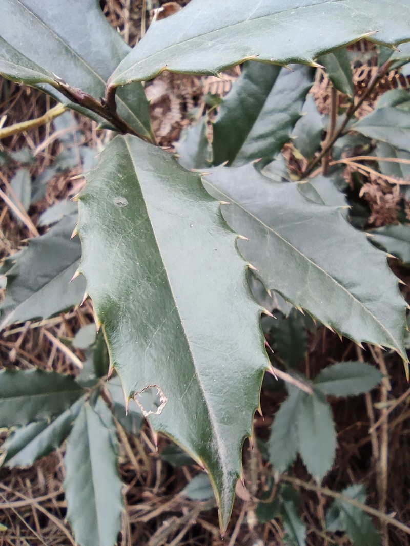 Ilex centrochinensis photo 3