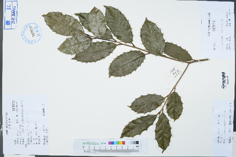 Ilex centrochinensis photo 4