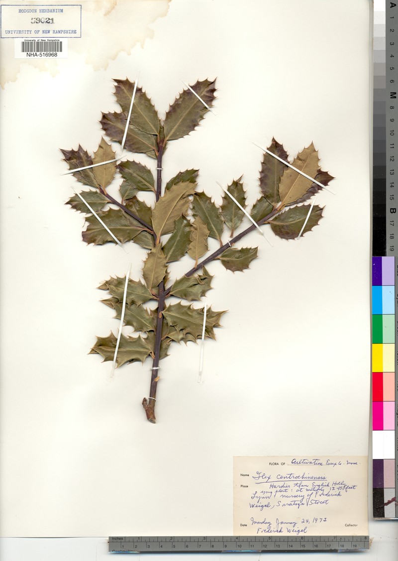 Ilex centrochinensis photo 5