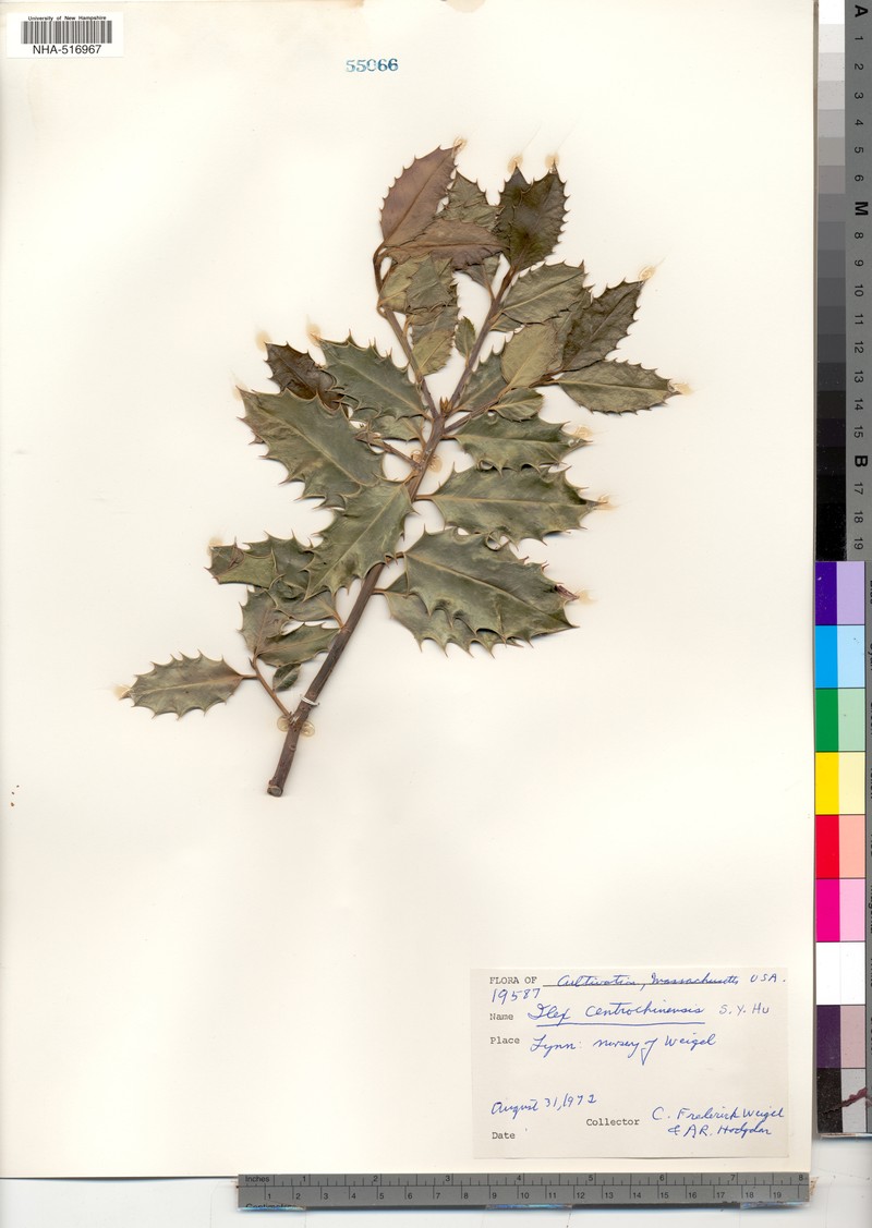 Ilex centrochinensis photo 6