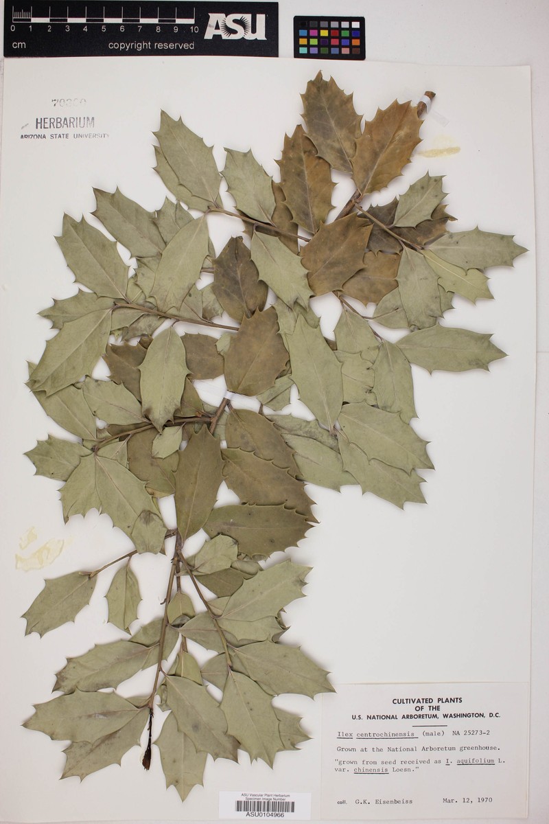 Ilex centrochinensis photo 7