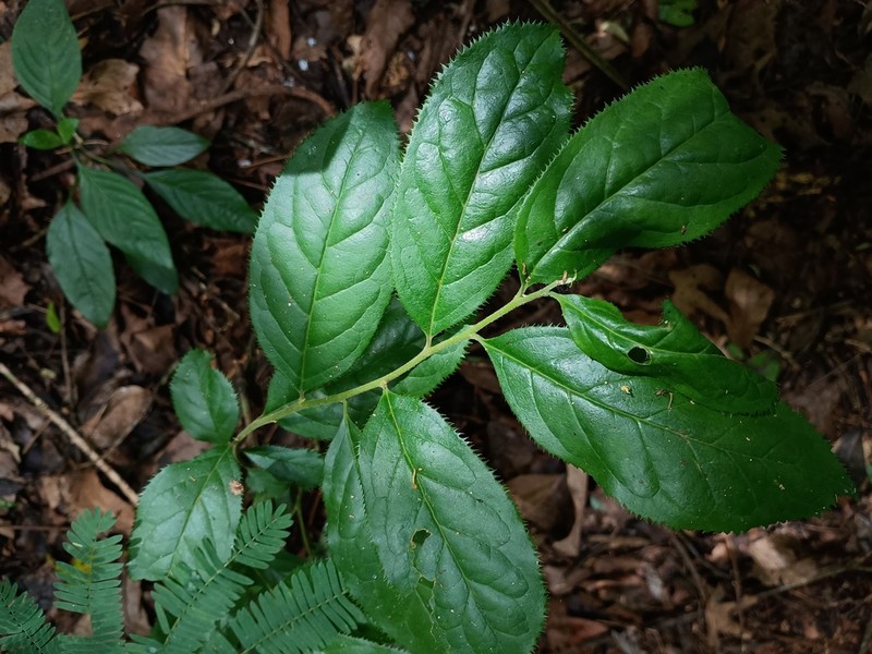 Ilex cerasifolia