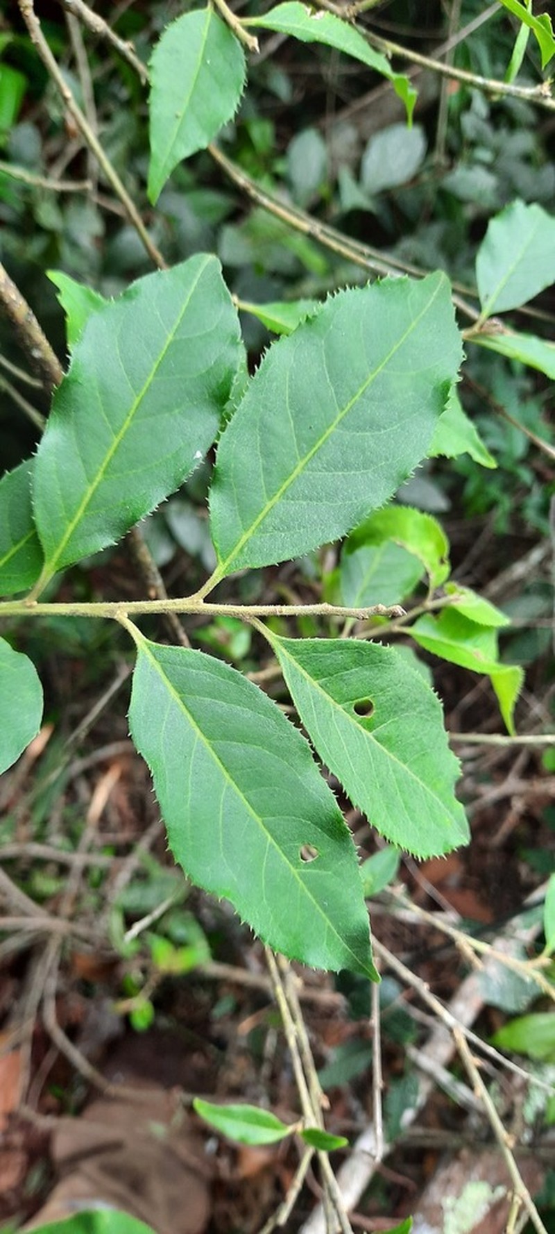 Ilex cerasifolia photo 2