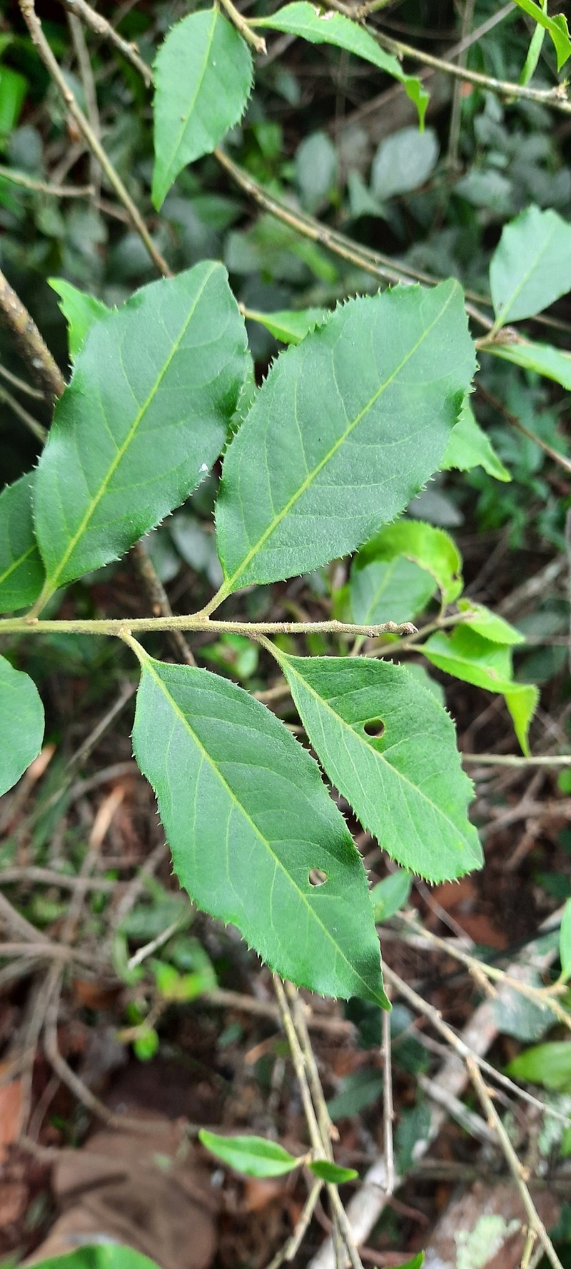 Ilex cerasifolia photo 3