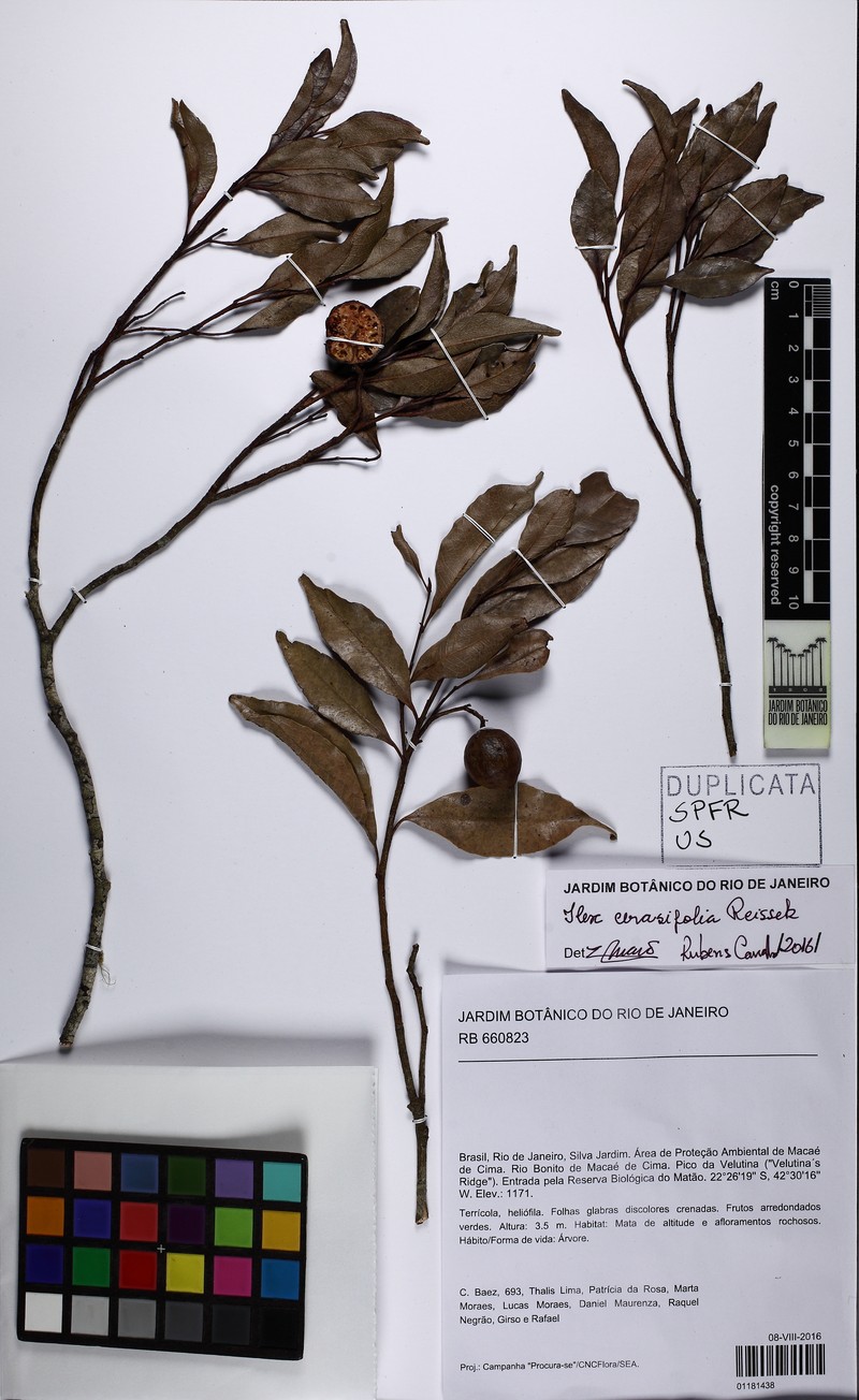 Ilex cerasifolia photo 4