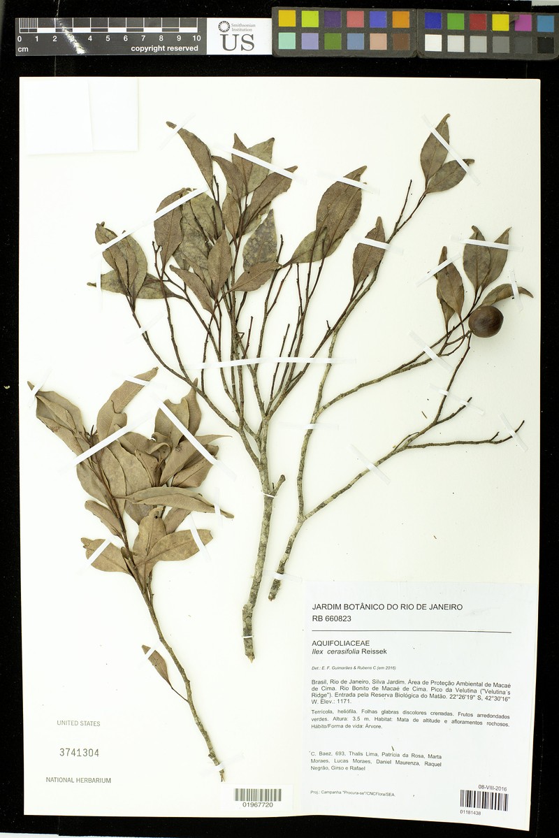Ilex cerasifolia photo 5