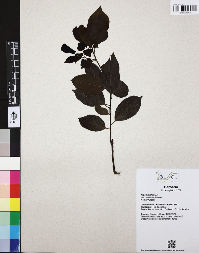Ilex cerasifolia photo 6