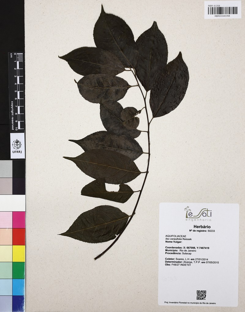 Ilex cerasifolia photo 7