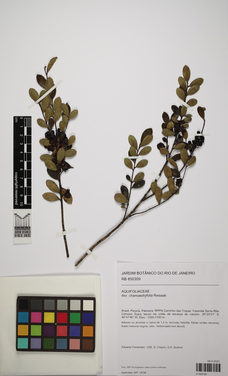 Ilex chamaedryfolia