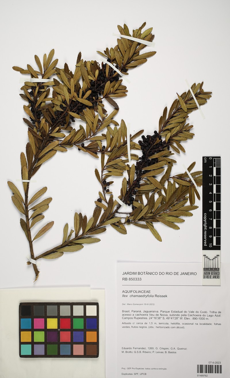 Ilex chamaedryfolia photo 2