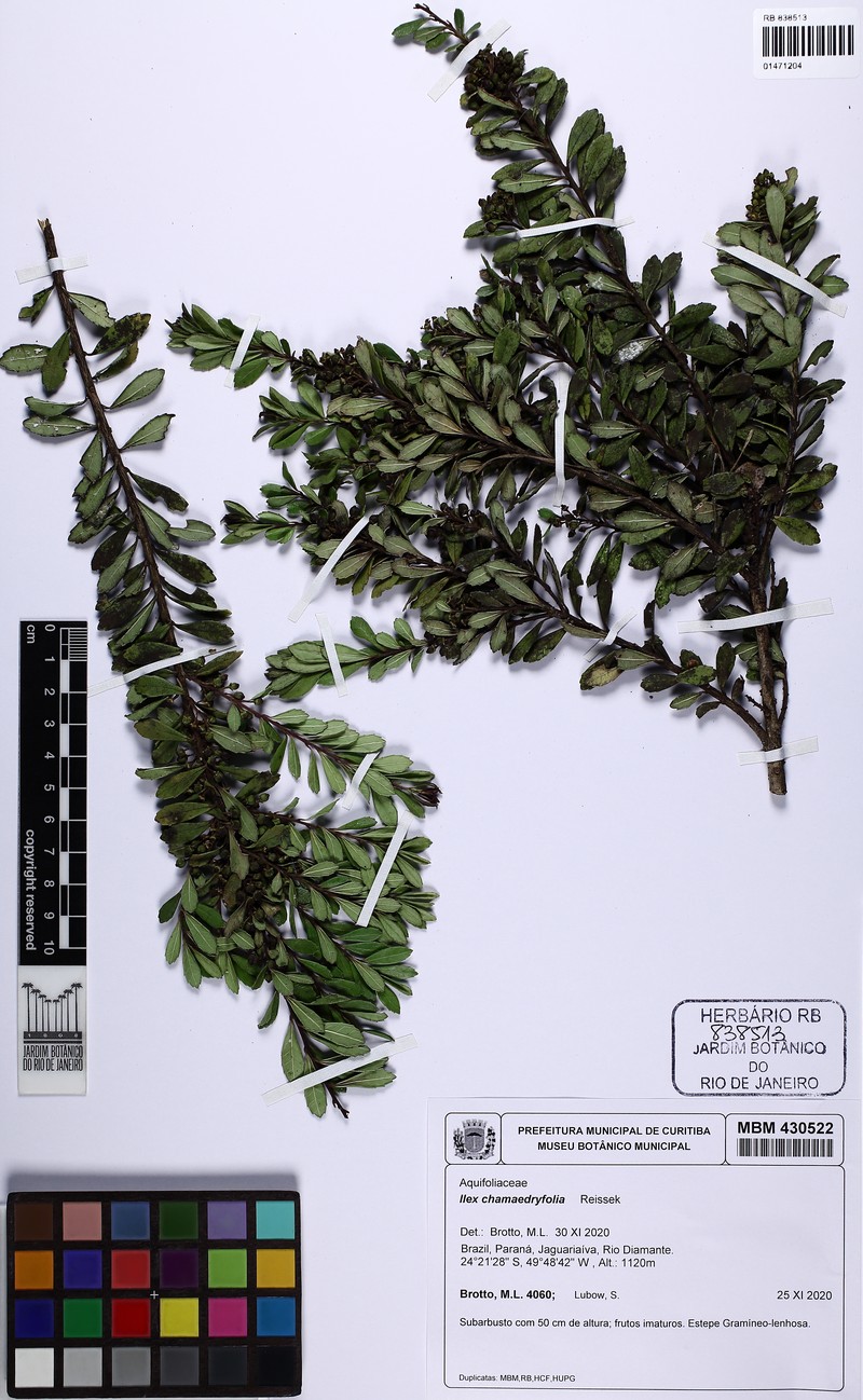 Ilex chamaedryfolia photo 3