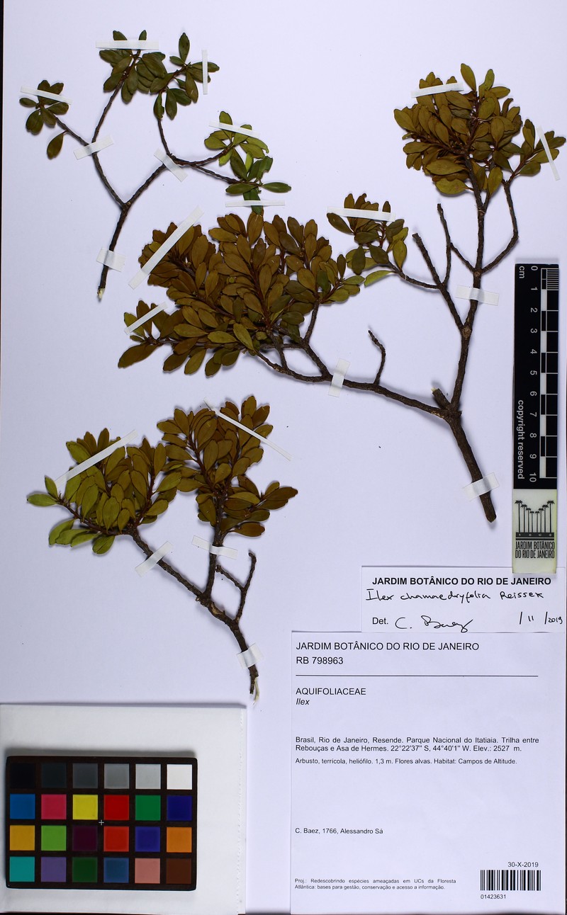 Ilex chamaedryfolia photo 4
