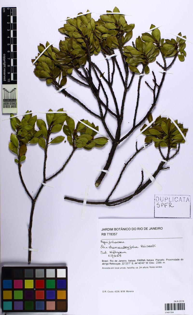 Ilex chamaedryfolia photo 5