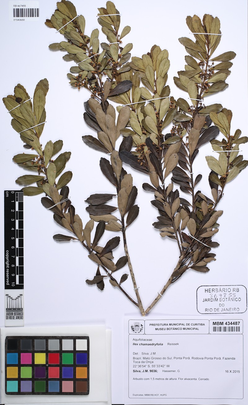 Ilex chamaedryfolia photo 6