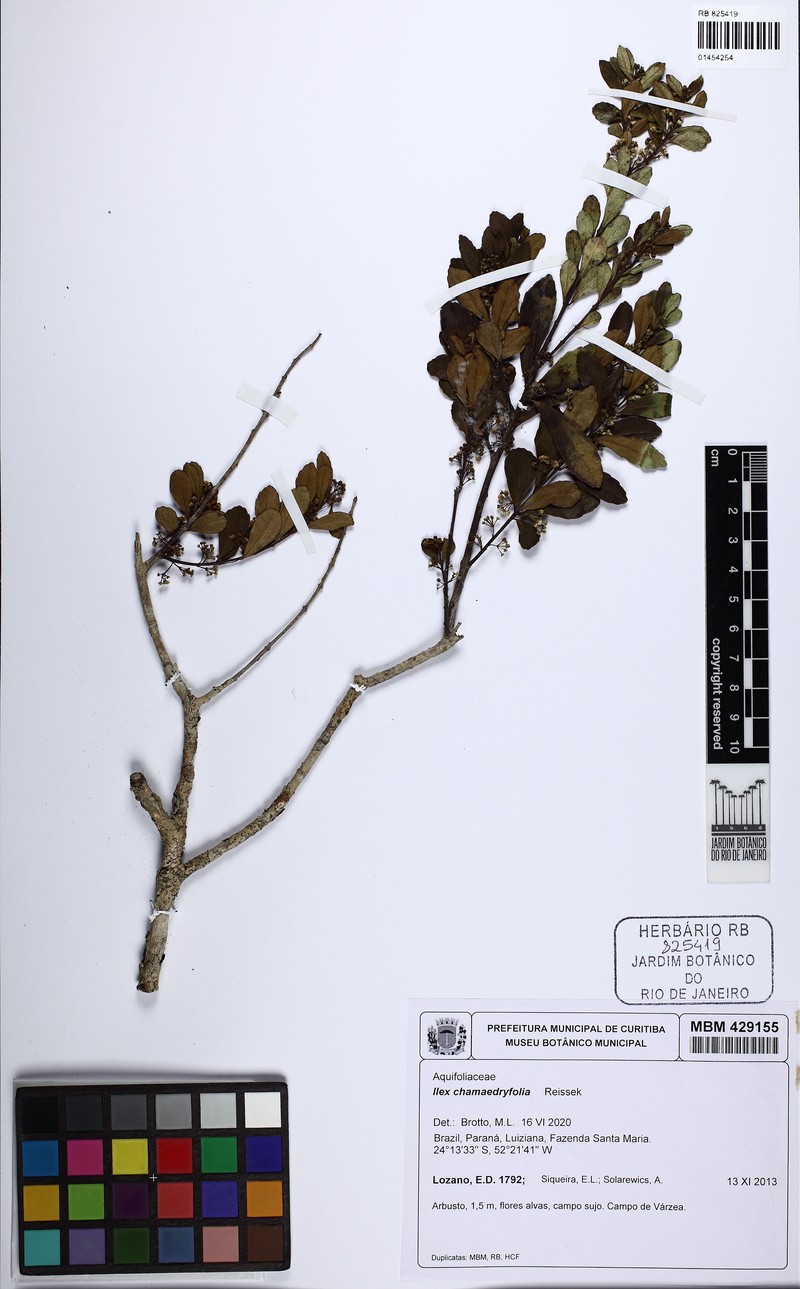 Ilex chamaedryfolia photo 7