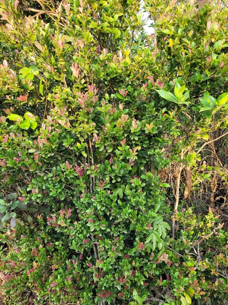 Ilex championii