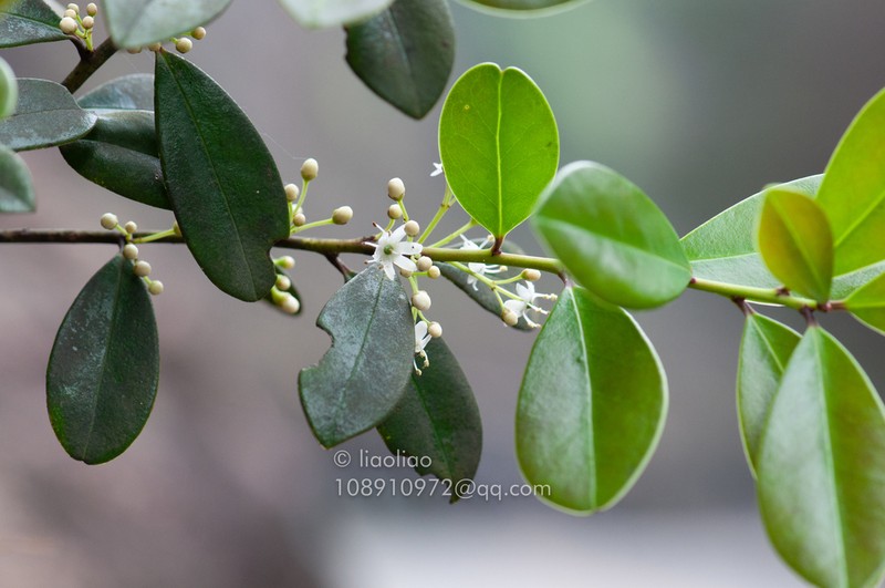 Ilex championii photo 2