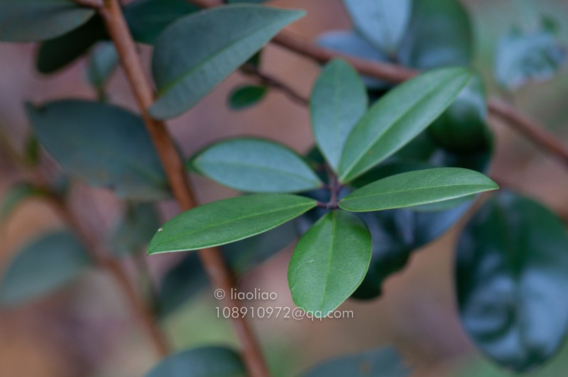 Ilex championii photo 3