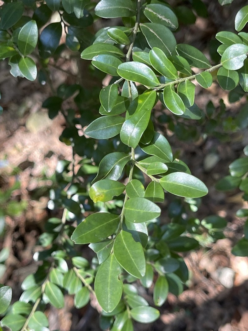 Ilex championii photo 4