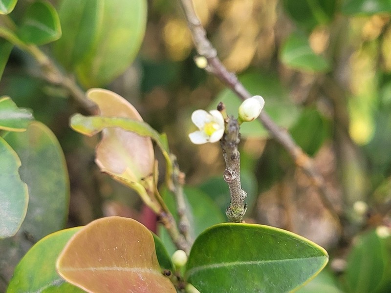Ilex championii photo 6