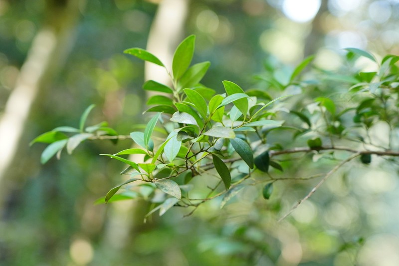 Ilex championii photo 7