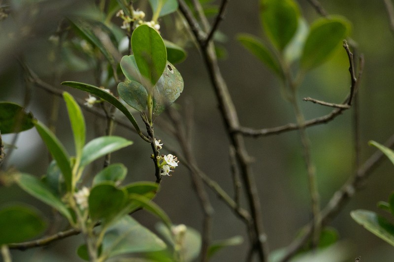 Ilex championii photo 8
