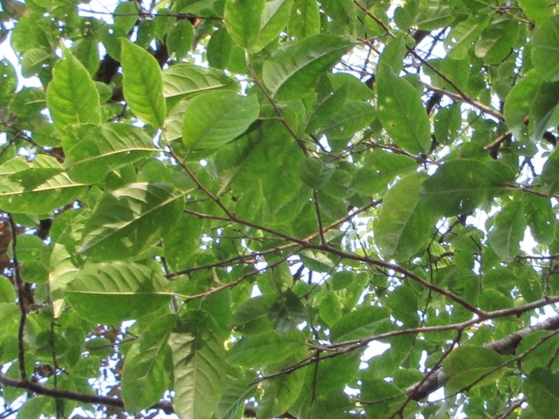 Ilex chapaensis