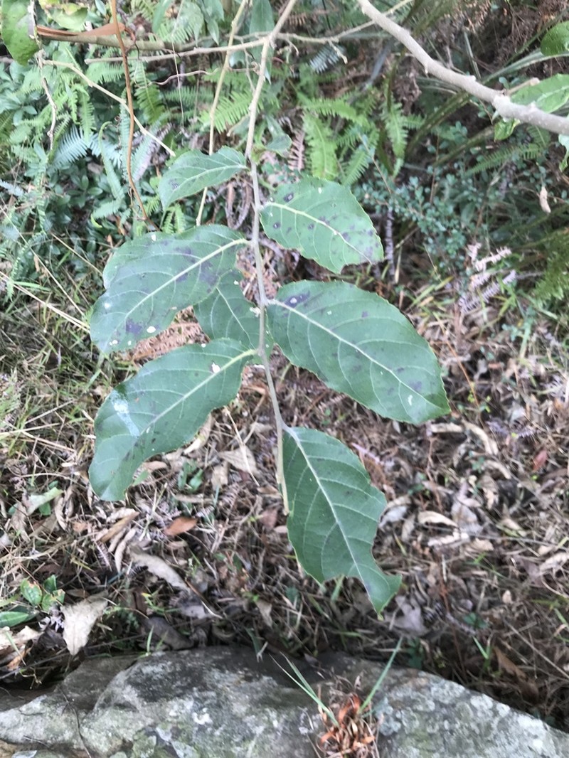 Ilex chapaensis photo 2
