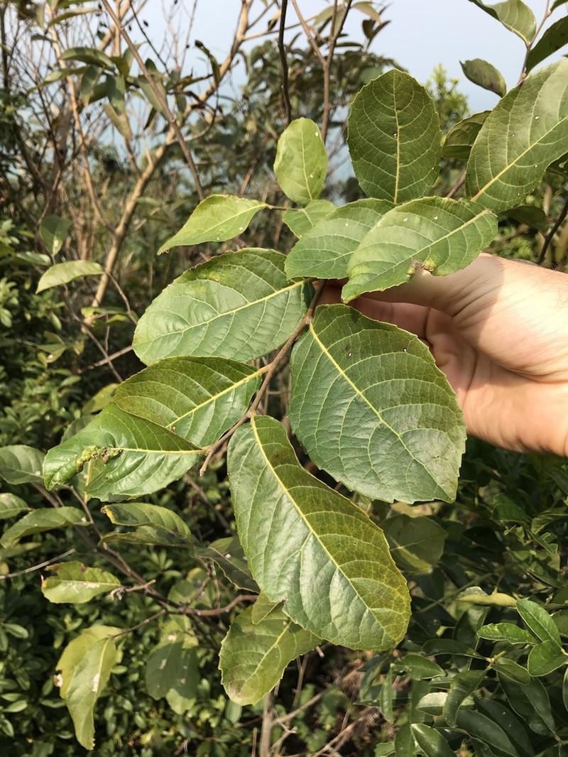 Ilex chapaensis photo 3