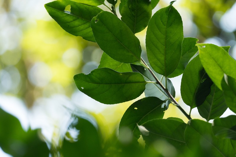 Ilex chapaensis photo 4