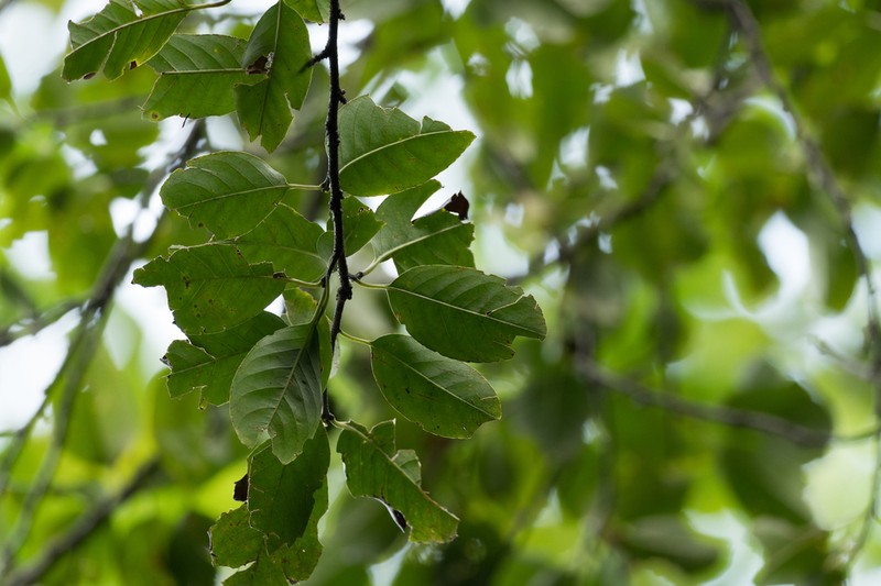 Ilex chapaensis photo 5