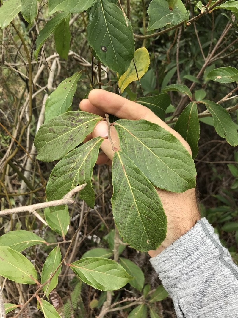Ilex chapaensis photo 6
