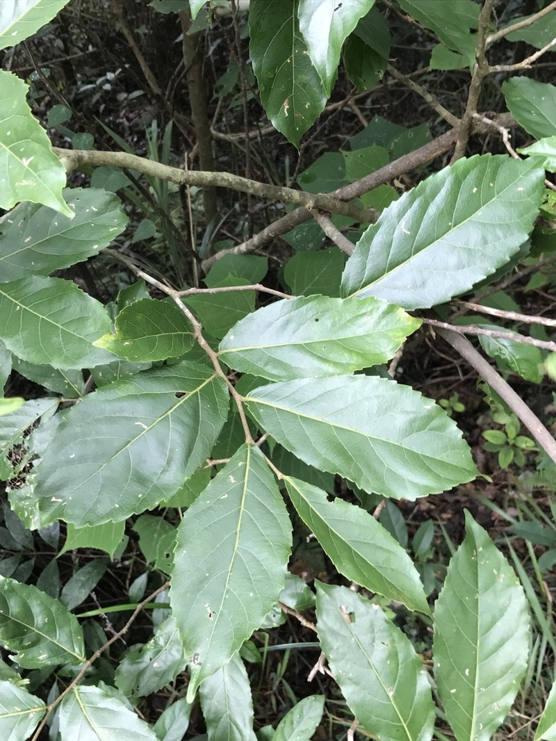 Ilex chapaensis photo 7