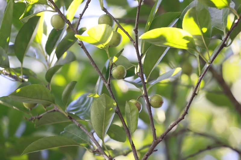 Ilex chapaensis photo 8