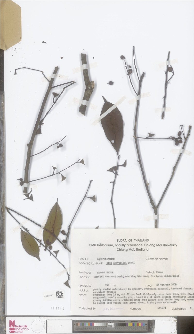 Ilex chevalieri