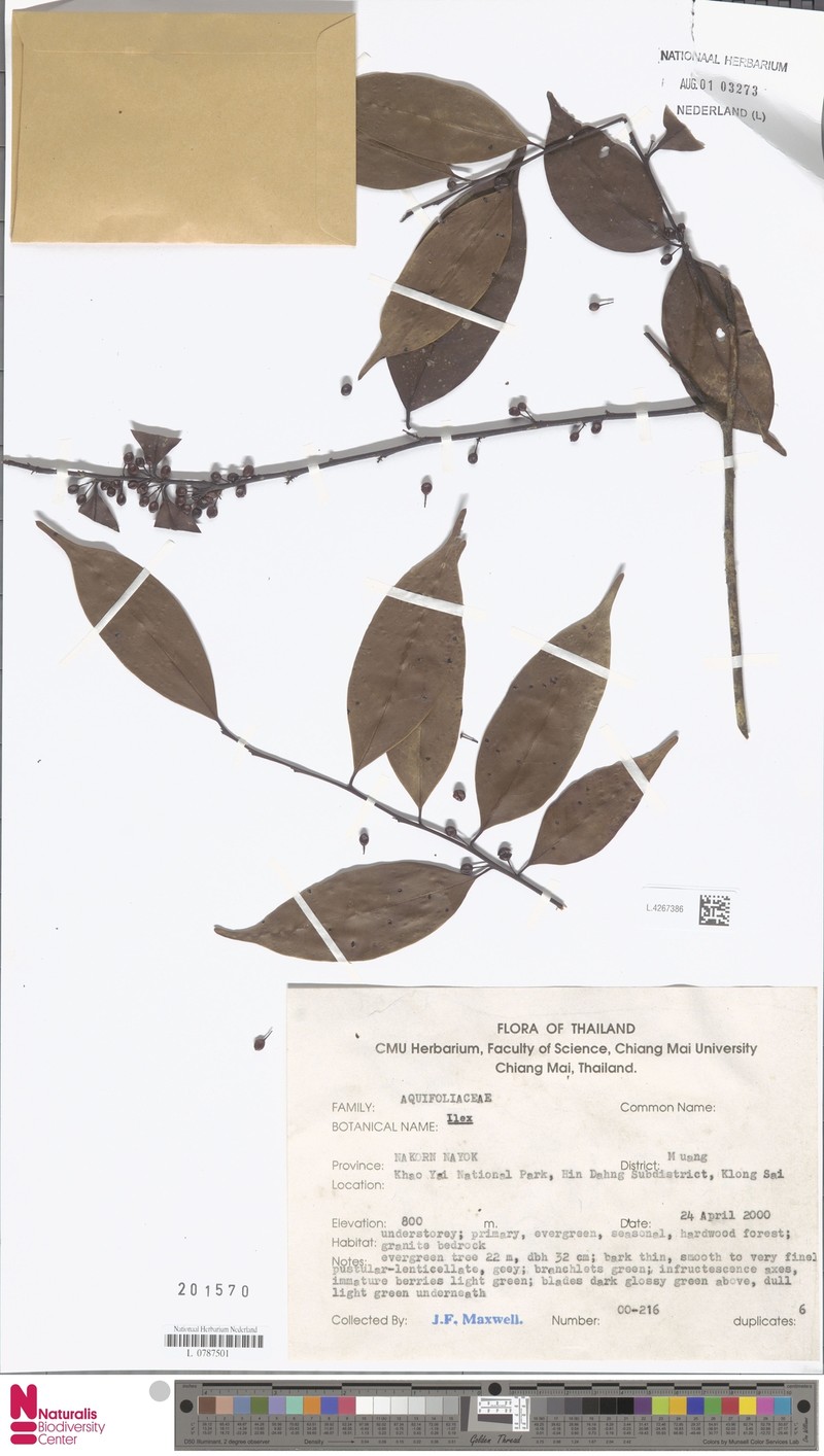 Ilex chevalieri photo 2