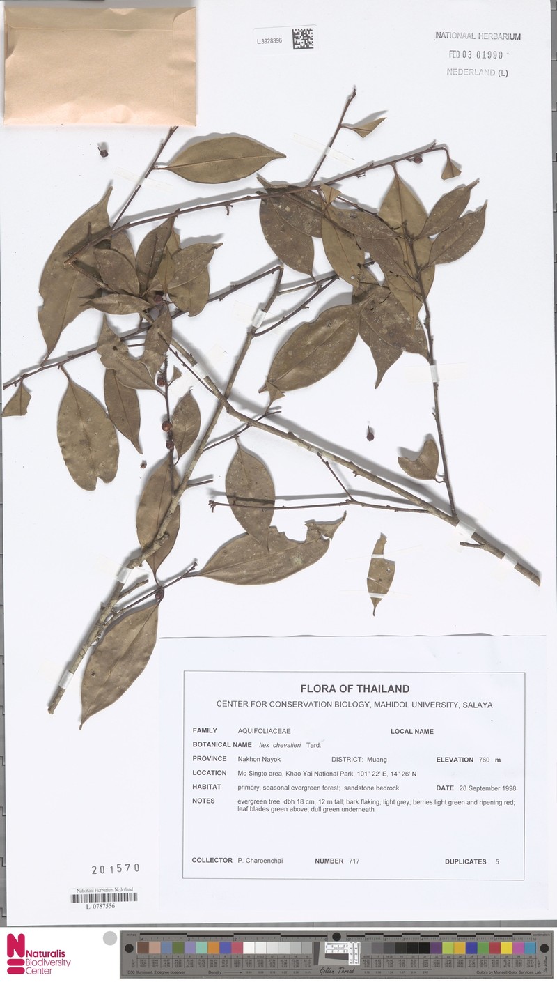 Ilex chevalieri photo 3