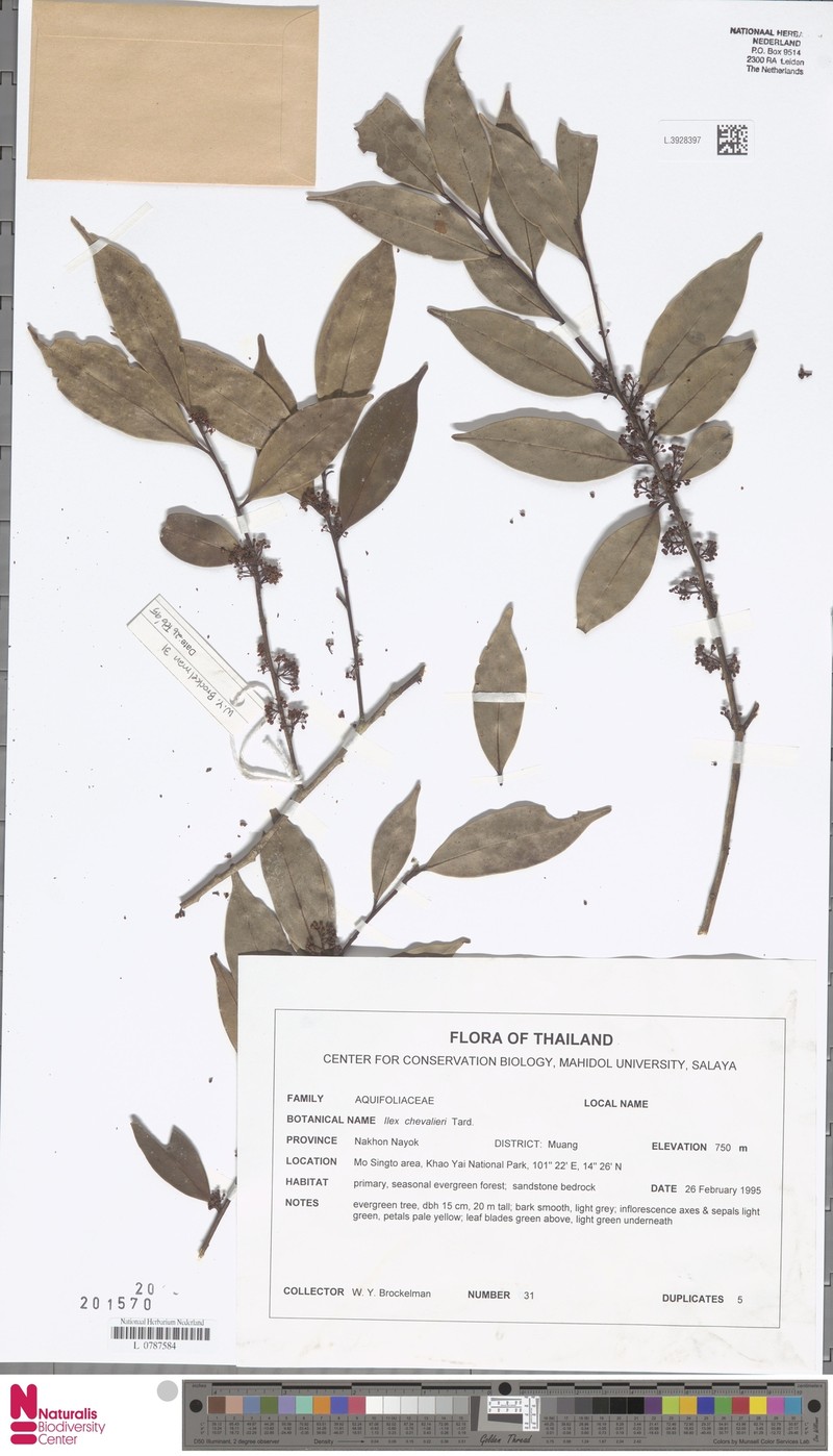 Ilex chevalieri photo 4