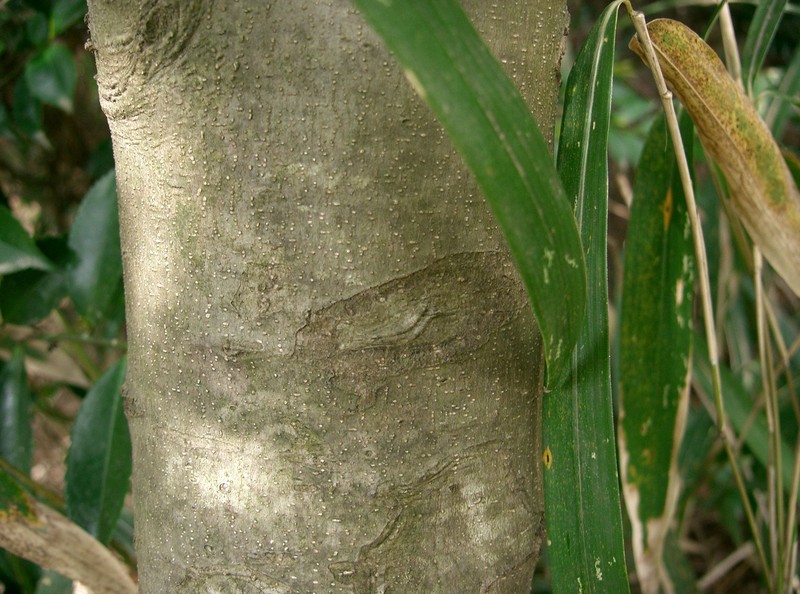 Ilex chinensis photo 2