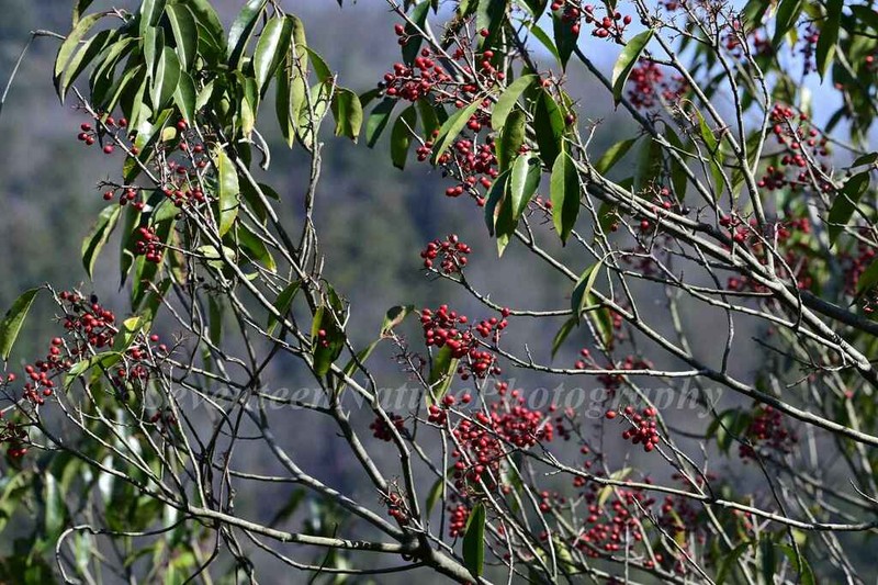 Ilex chinensis photo 3