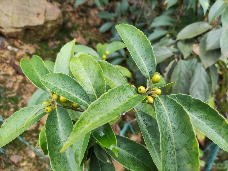 Ilex chinensis photo 4