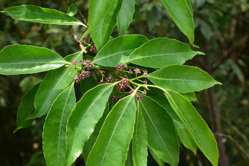 Ilex chinensis photo 5