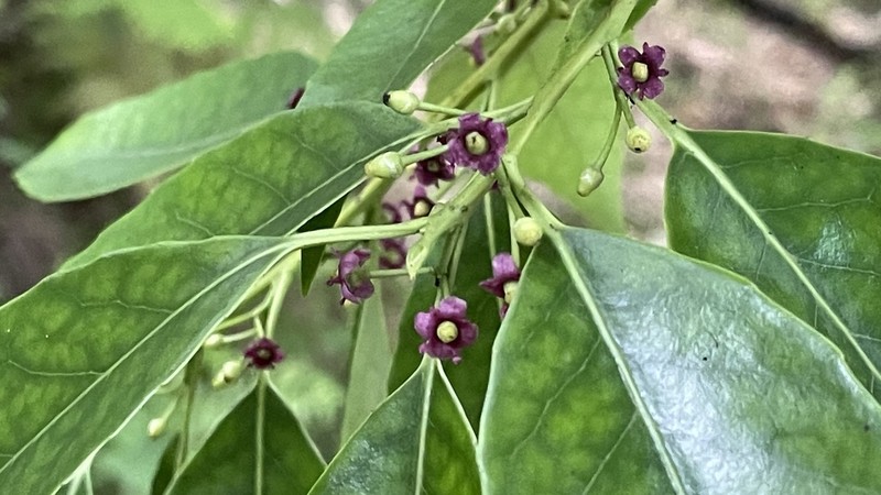 Ilex chinensis photo 6