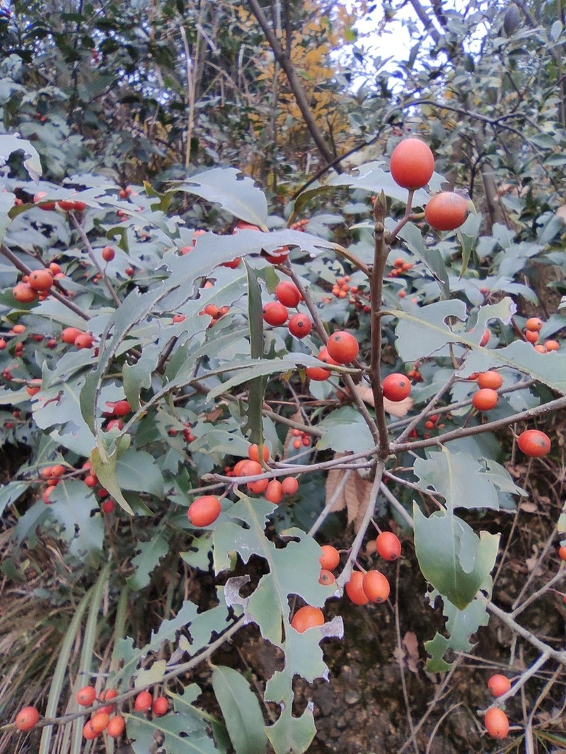 Ilex chinensis photo 7