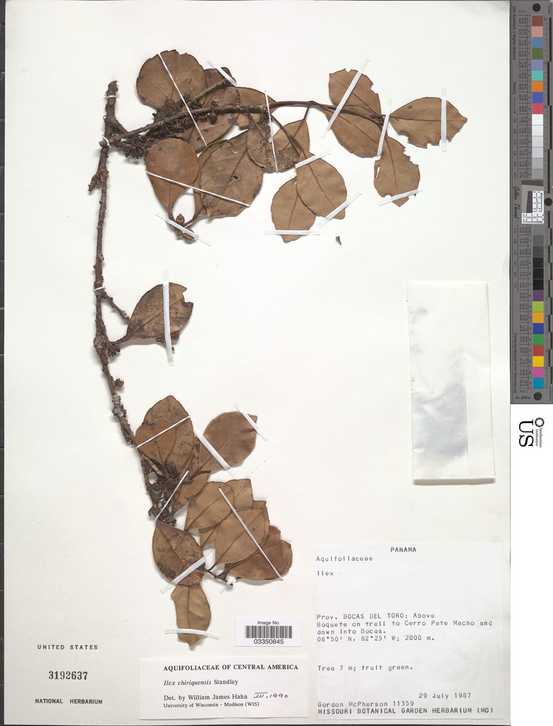 Ilex chiriquensis