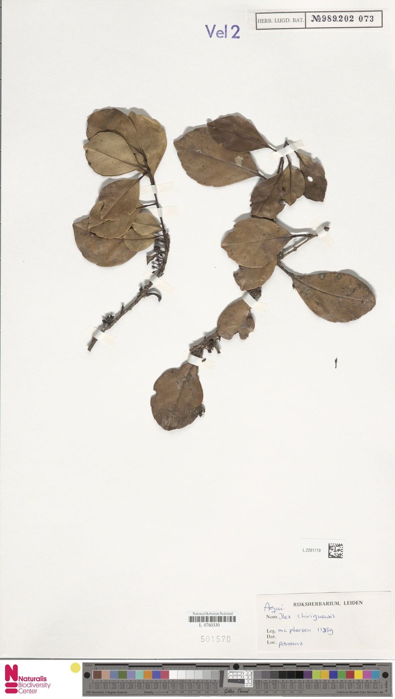 Ilex chiriquensis photo 2